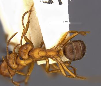 Media type: image;   Entomology 23137 Aspect: habitus dorsal view